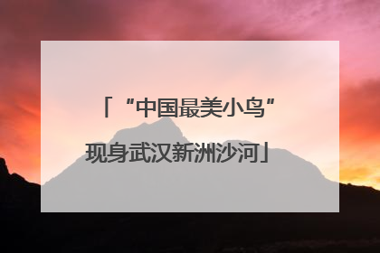 “中国最美小鸟”现身武汉新洲沙河