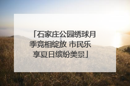 石家庄公园绣球月季竞相绽放 市民乐享夏日缤纷美景