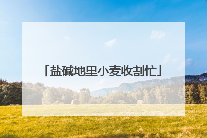 盐碱地里小麦收割忙