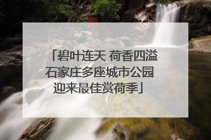 碧叶连天 荷香四溢 石家庄多座城市公园迎来最佳赏荷季