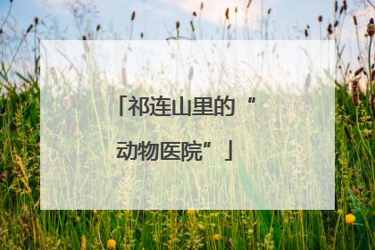 祁连山里的“动物医院”