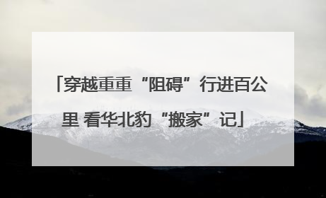 穿越重重“阻碍”行进百公里 看华北豹“搬家”记