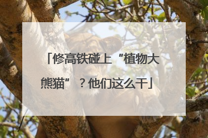修高铁碰上“植物大熊猫”？他们这么干