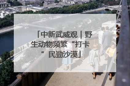 中新武威观｜野生动物频繁“打卡”民勤沙漠