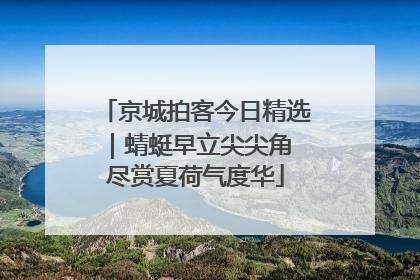 京城拍客今日精选｜蜻蜓早立尖尖角 尽赏夏荷气度华