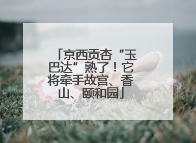 京西贡杏“玉巴达”熟了！它将牵手故宫、香山、颐和园