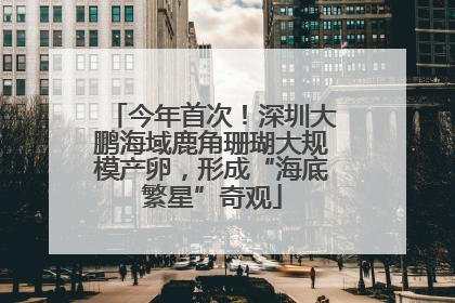 今年首次！深圳大鹏海域鹿角珊瑚大规模产卵，形成“海底繁星”奇观