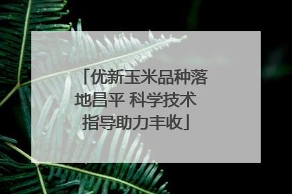 优新玉米品种落地昌平 科学技术指导助力丰收