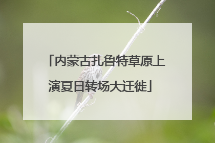 内蒙古扎鲁特草原上演夏日转场大迁徙