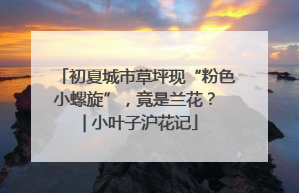 初夏城市草坪现“粉色小螺旋”，竟是兰花？ | 小叶子沪花记