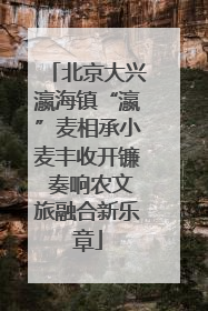 北京大兴瀛海镇“瀛”麦相承小麦丰收开镰 奏响农文旅融合新乐章