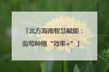 北方海南智慧赋能：葡萄种植“效率+”