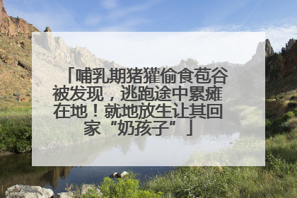 哺乳期猪獾偷食苞谷被发现，逃跑途中累瘫在地！就地放生让其回家“奶孩子”
