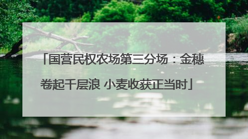 国营民权农场第三分场：金穗卷起千层浪 小麦收获正当时