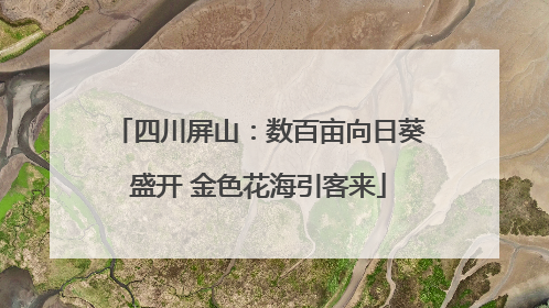 四川屏山：数百亩向日葵盛开 金色花海引客来
