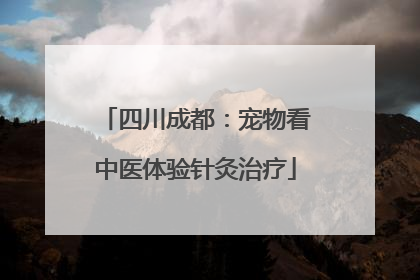四川成都：宠物看中医体验针灸治疗