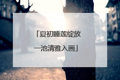 夏初睡莲绽放 一池清雅入画