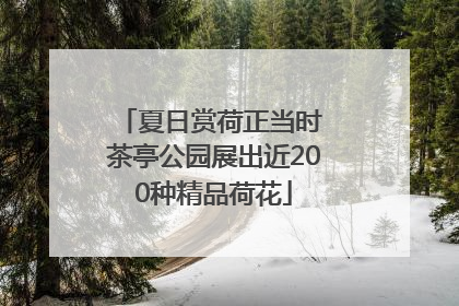夏日赏荷正当时 茶亭公园展出近200种精品荷花