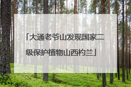 大通老爷山发现国家二级保护植物山西杓兰