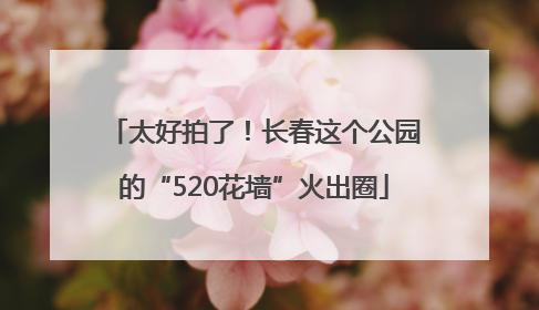 太好拍了！长春这个公园的“520花墙”火出圈