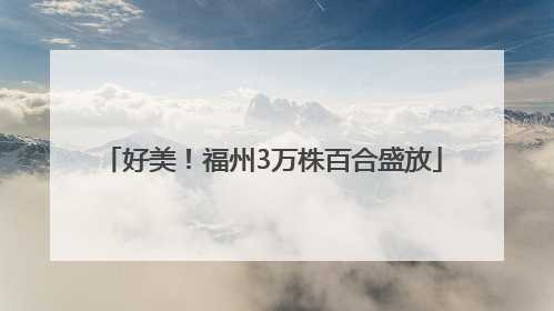 好美！福州3万株百合盛放