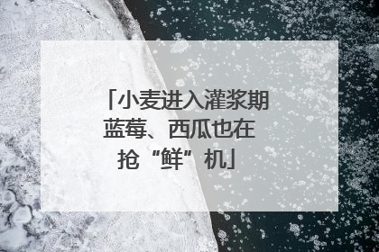 小麦进入灌浆期 蓝莓、西瓜也在抢“鲜”机