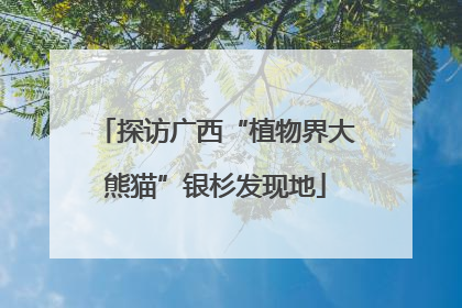 探访广西“植物界大熊猫”银杉发现地