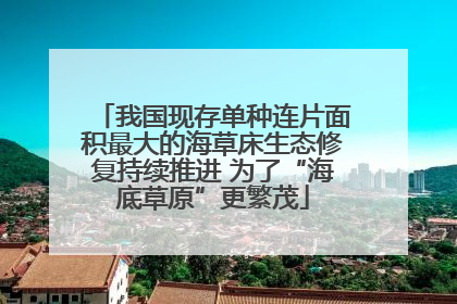 我国现存单种连片面积最大的海草床生态修复持续推进 为了“海底草原”更繁茂