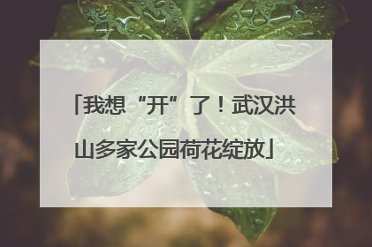 我想“开”了！武汉洪山多家公园荷花绽放