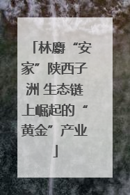林麝“安家”陕西子洲 生态链上崛起的“黄金”产业