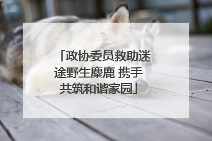 政协委员救助迷途野生麋鹿 携手共筑和谐家园
