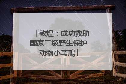 敦煌：成功救助国家二级野生保护动物小苇鳽