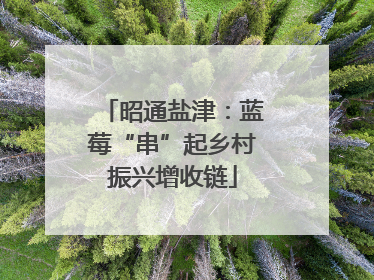 昭通盐津：蓝莓“串”起乡村振兴增收链