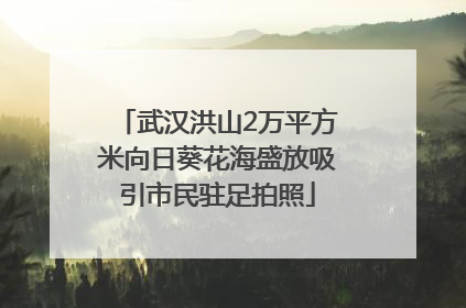 武汉洪山2万平方米向日葵花海盛放吸引市民驻足拍照