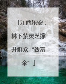 江西乐安：林下紫灵芝撑开群众“致富伞”
