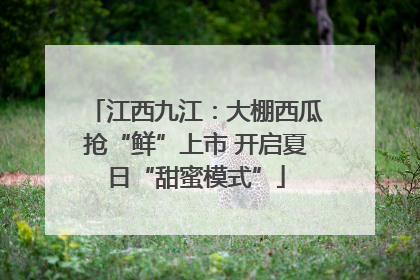 江西九江：大棚西瓜抢“鲜”上市 开启夏日“甜蜜模式”
