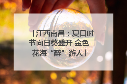 江西南昌：夏日时节向日葵盛开 金色花海“醉”游人