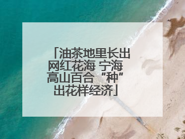 油茶地里长出网红花海 宁海高山百合“种”出花样经济