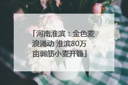 河南淮滨：金色麦浪涌动 淮滨80万亩弱筋小麦开镰