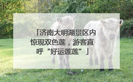 济南大明湖景区内惊现双色莲，游客直呼“好运莲莲”