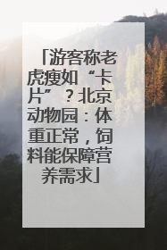 游客称老虎瘦如“卡片”？北京动物园：体重正常，饲料能保障营养需求