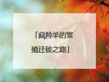 藏羚羊的繁殖迁徙之路