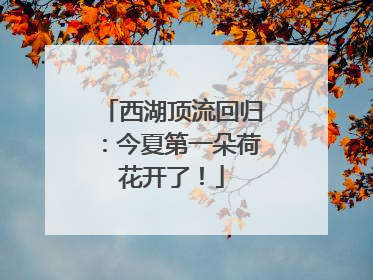 西湖顶流回归：今夏第一朵荷花开了！