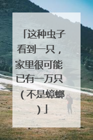 这种虫子看到一只，家里很可能已有一万只（不是蟑螂）