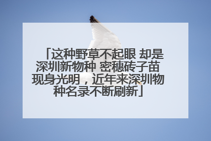 这种野草不起眼 却是深圳新物种 密穗砖子苗现身光明，近年来深圳物种名录不断刷新