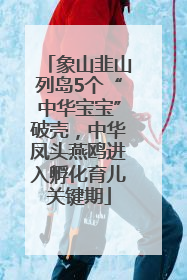 象山韭山列岛5个“中华宝宝”破壳，中华凤头燕鸥进入孵化育儿关键期