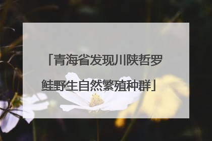 青海省发现川陕哲罗鲑野生自然繁殖种群