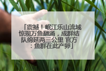 震撼！岷江乐山流域惊现万鱼翻涌，成群结队绵延两三公里 官方：鱼群在此产卵