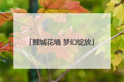 鲤城花墙 梦幻绽放