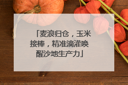 麦浪归仓，玉米接棒，精准滴灌唤醒沙地生产力